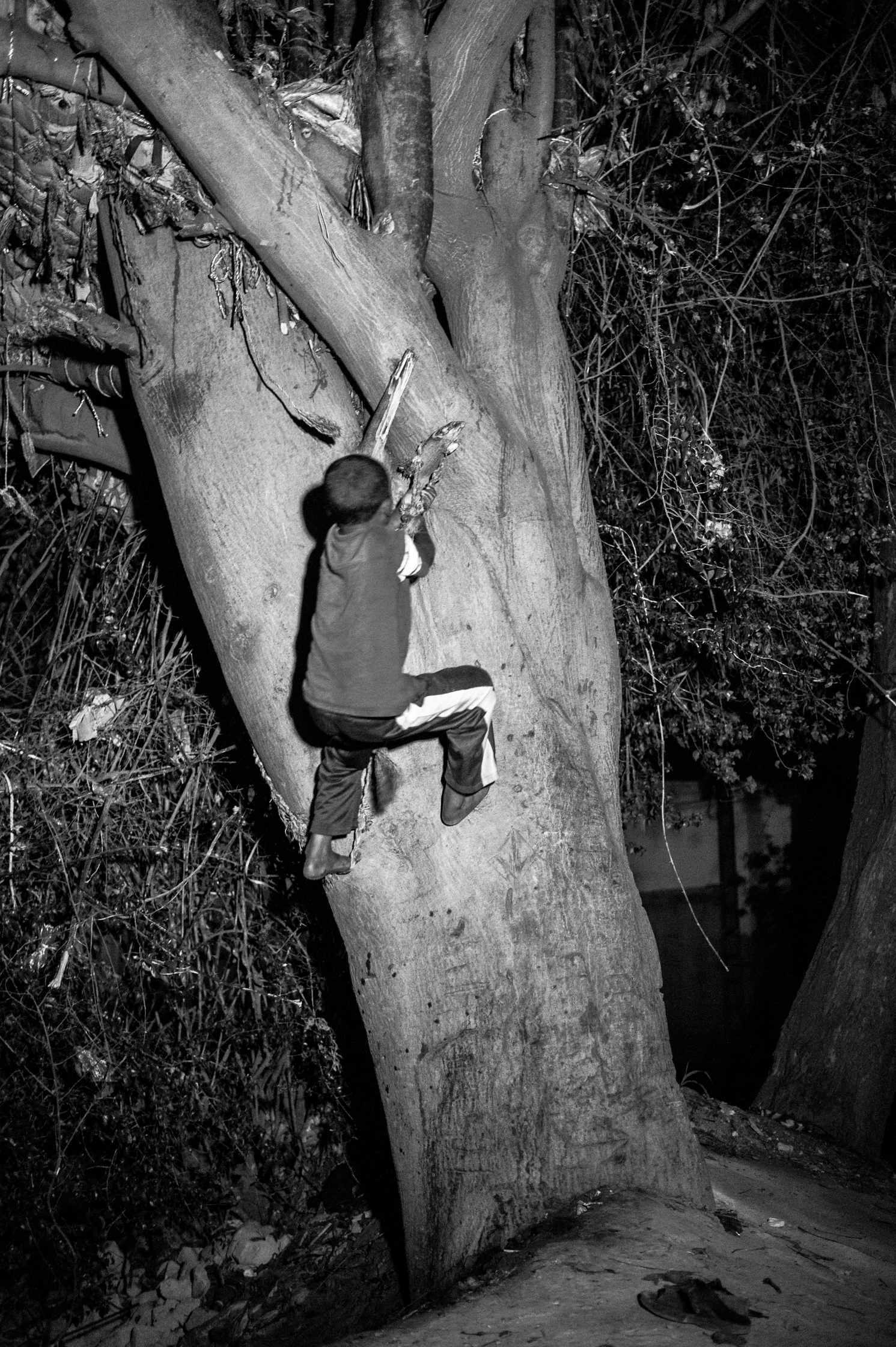 Enfants des arbres – 10/22