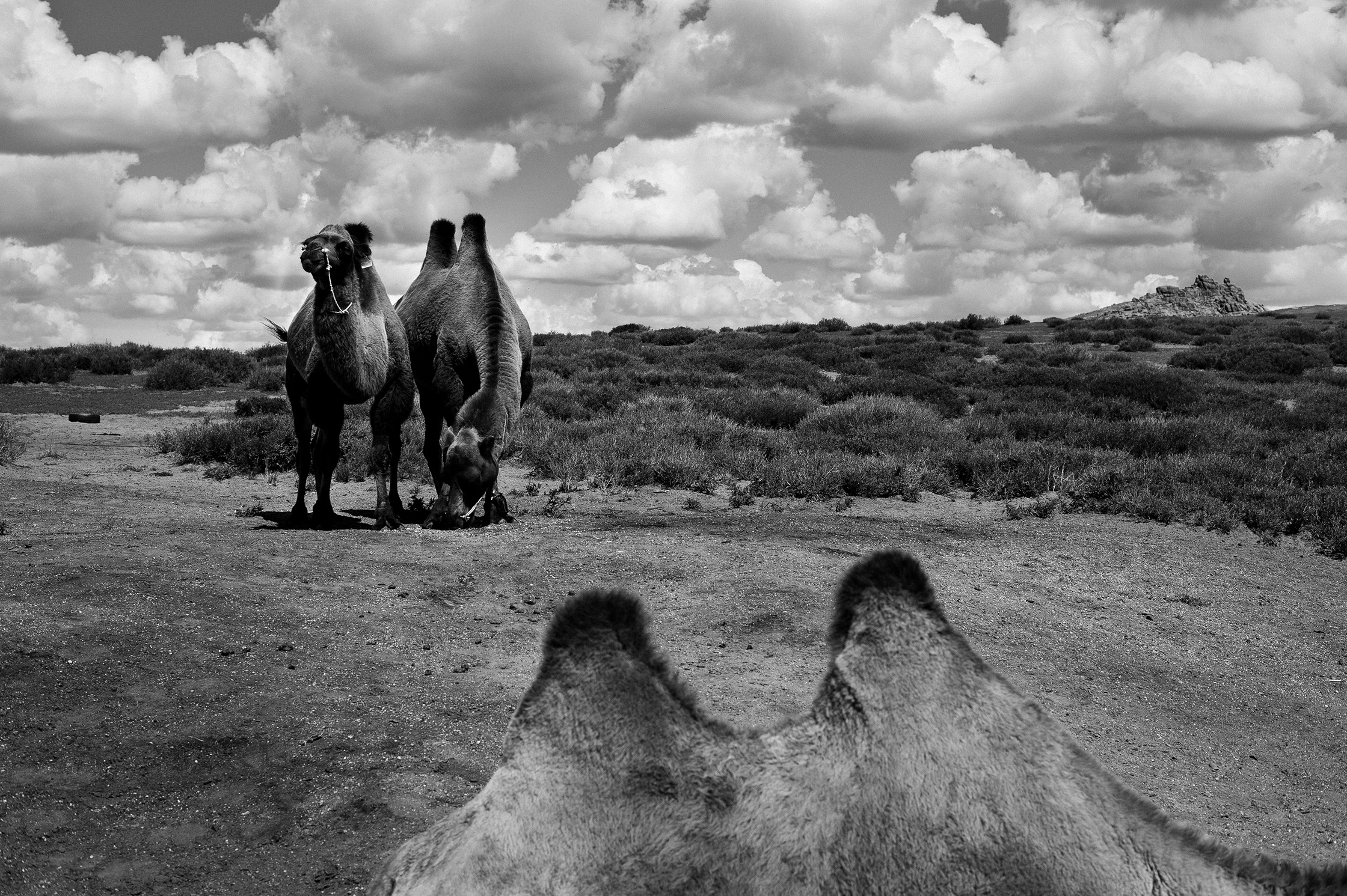 1.7 Mongolia – 5/12